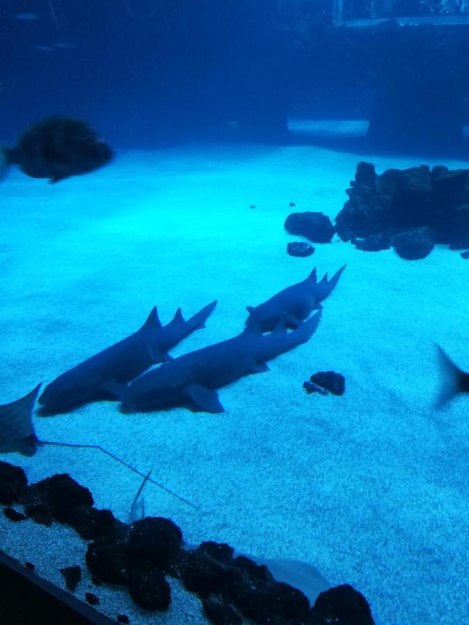Las Canteras Aquarium ラスパルマス・デ・グランカナリア エクステリア 写真
